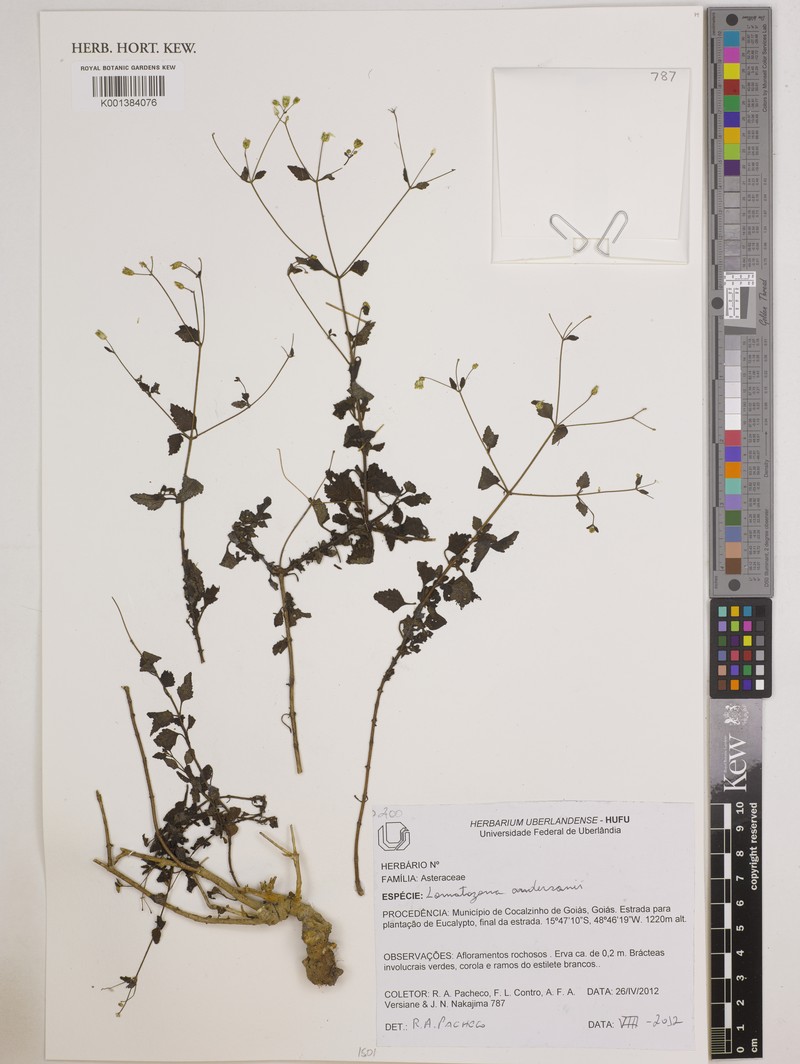 Lomatozona andersonii photo 3