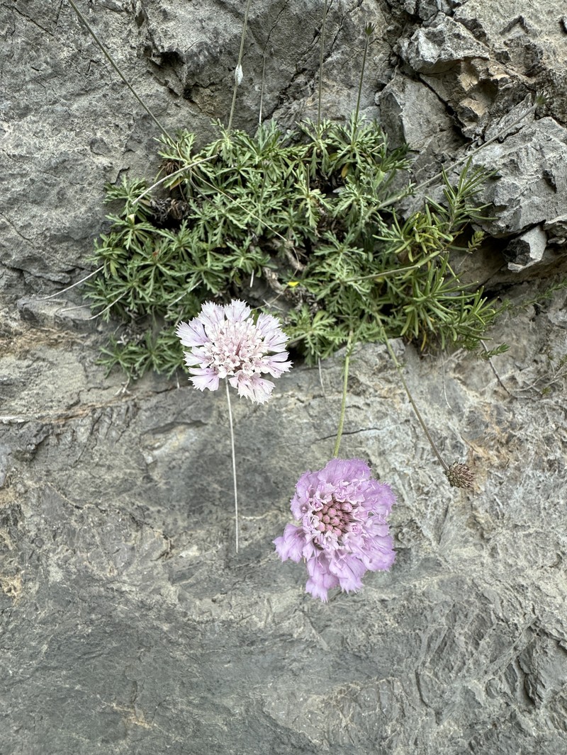 Lomelosia crenata subsp. crenata