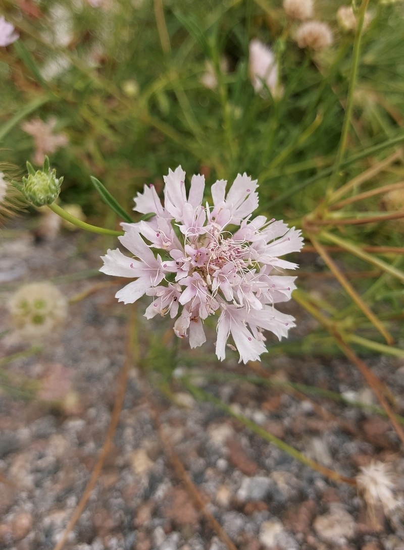 Lomelosia pseudisetensis