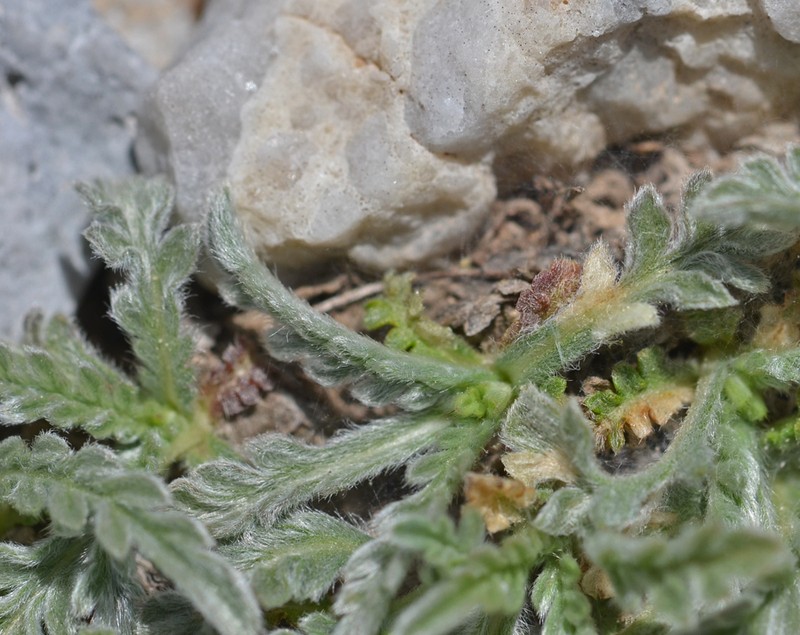 Lomelosia sphaciotica subsp. sphaciotica