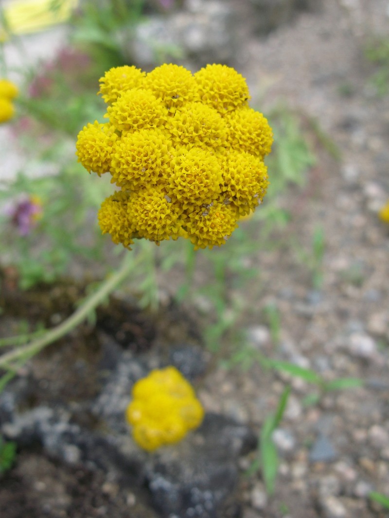 Lonas annua
