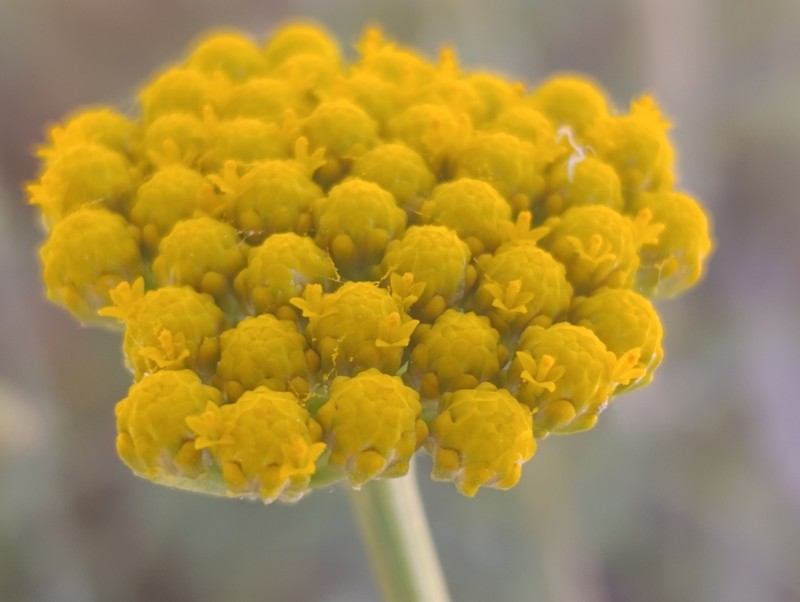 Lonas annua photo 2
