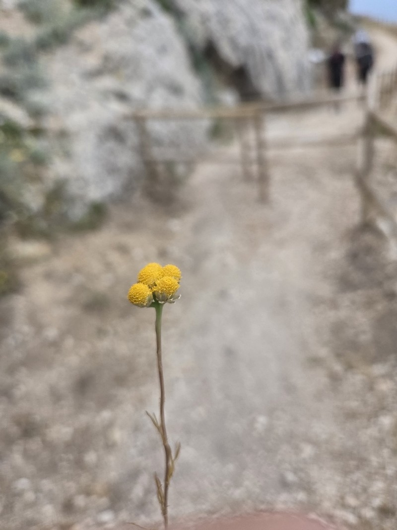 Lonas annua photo 3