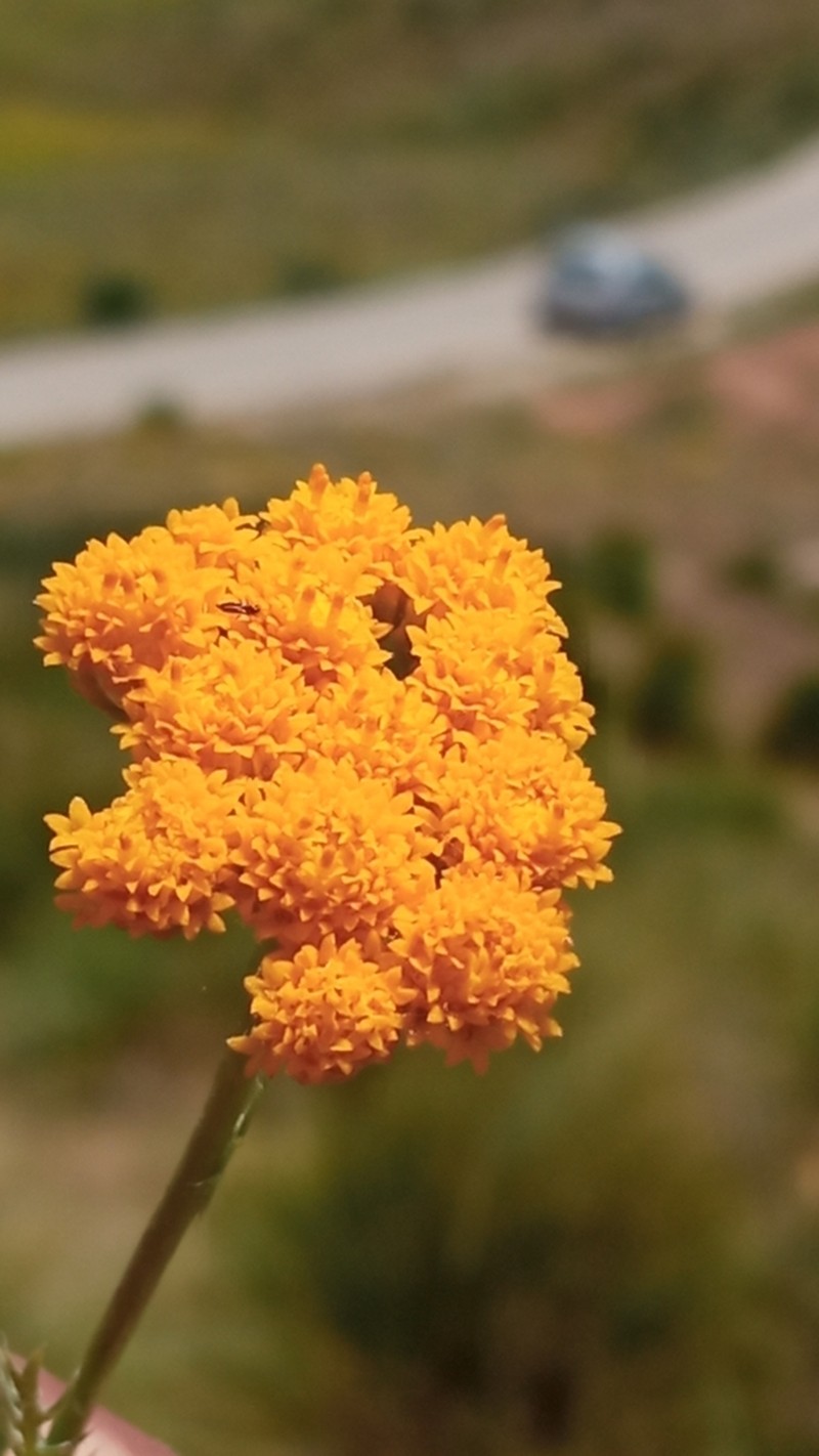 Lonas annua photo 4