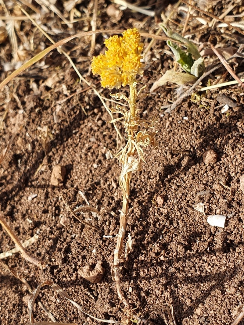 Lonas annua photo 5