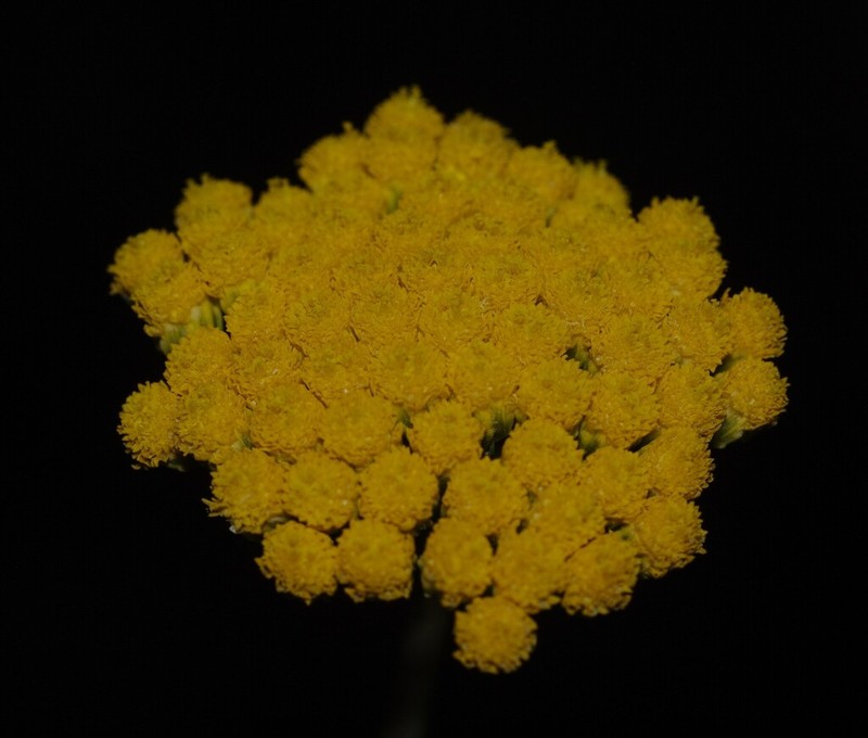 Lonas annua photo 6