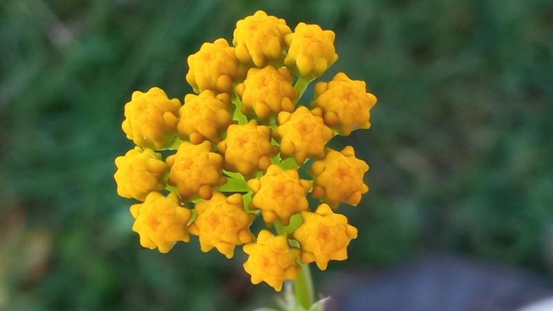 Lonas annua photo 7