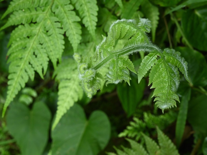 Tomato Fern photo 2