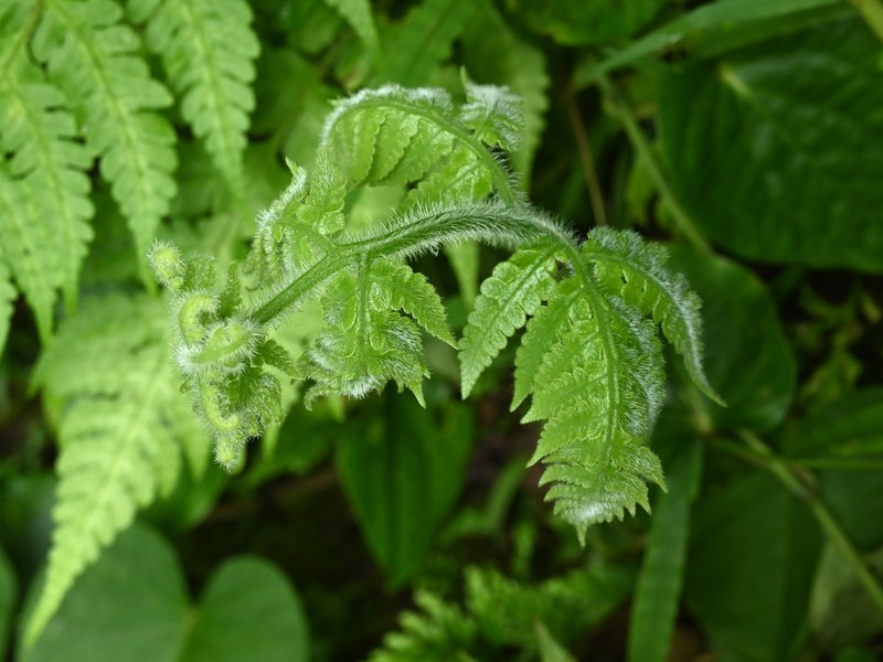 Tomato Fern