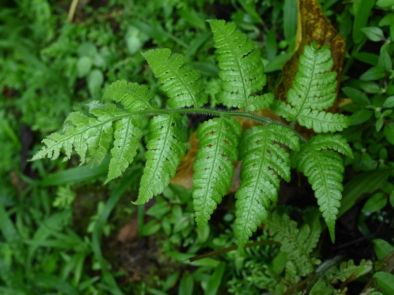 Tomato Fern photo 3