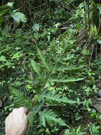 Tomato Fern