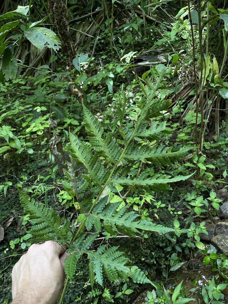 Tomato Fern