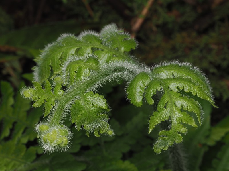 Tomato Fern photo 2