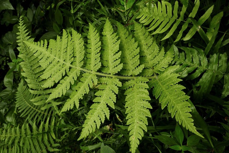 Tomato Fern photo 3