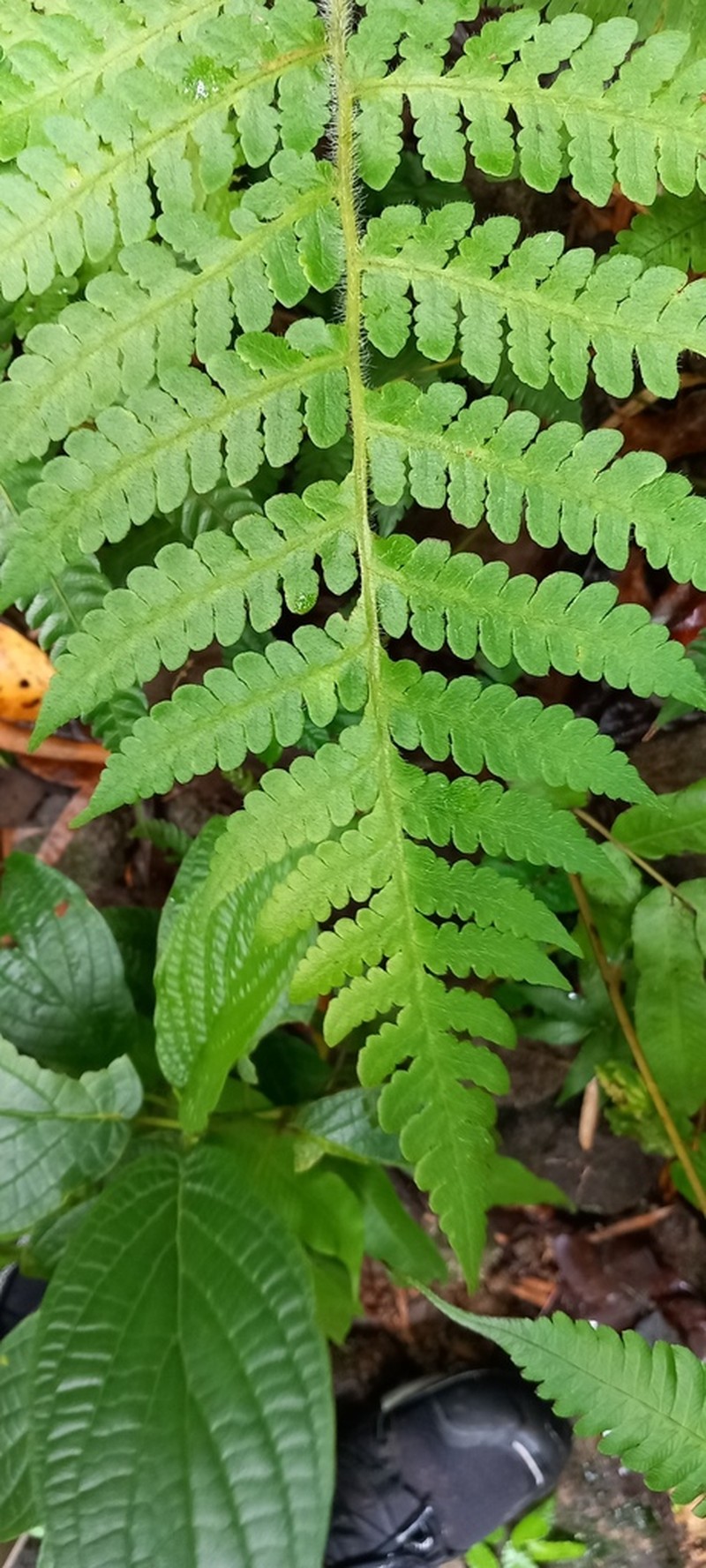 Tomato Fern photo 4