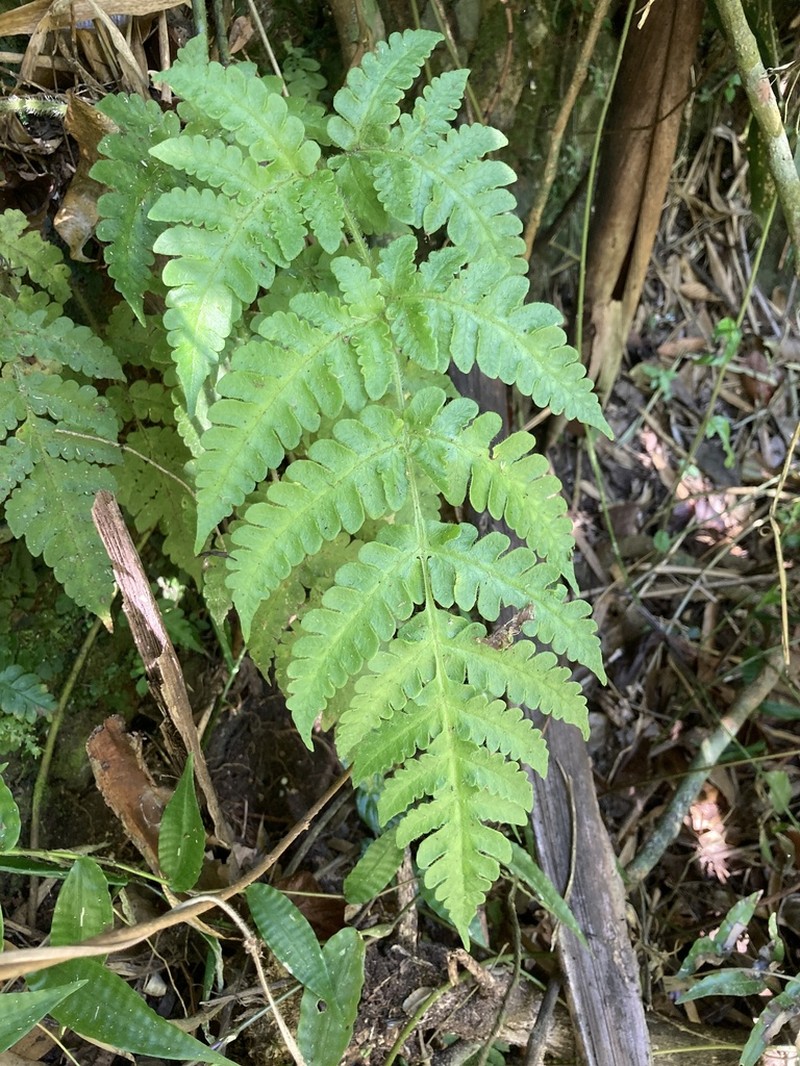 Tomato Fern photo 5