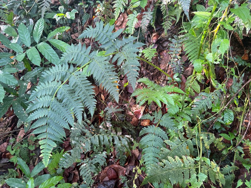 Tomato Fern photo 6