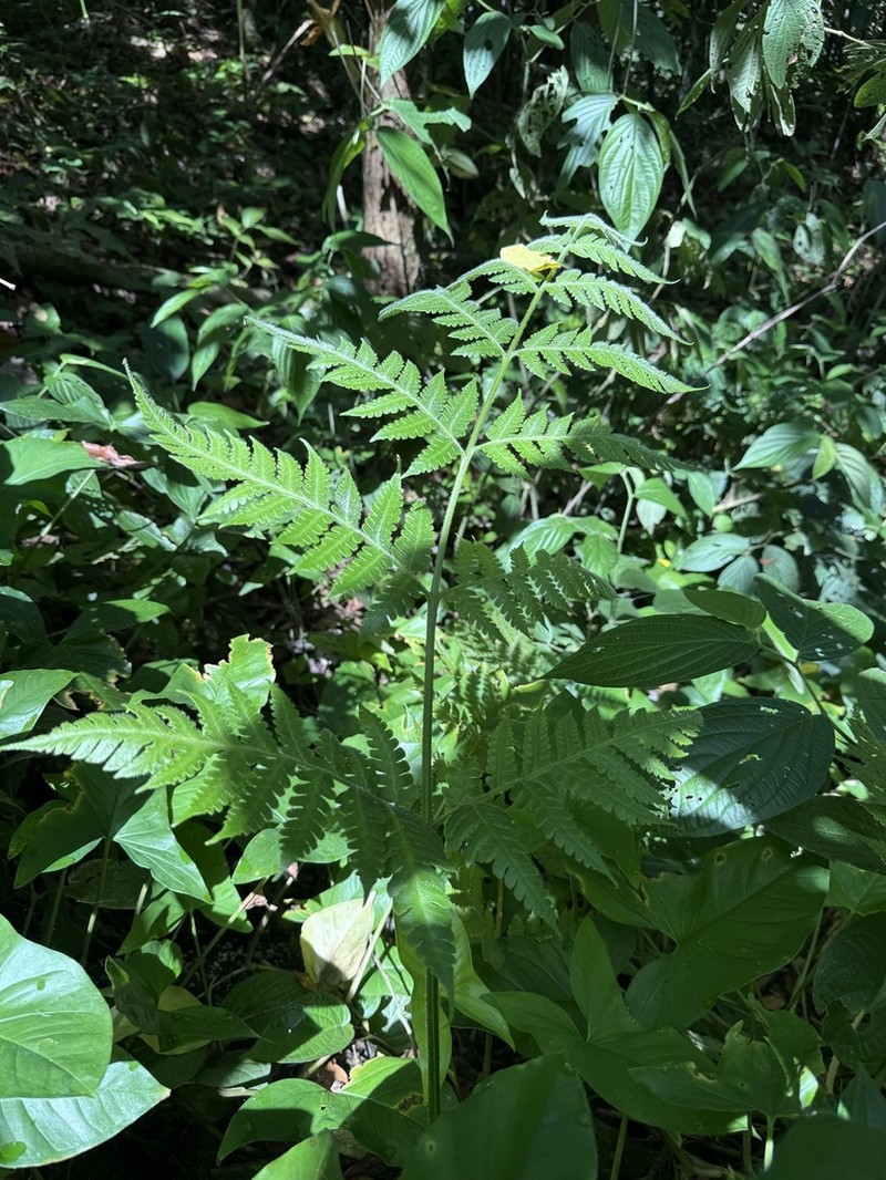 Tomato Fern photo 7