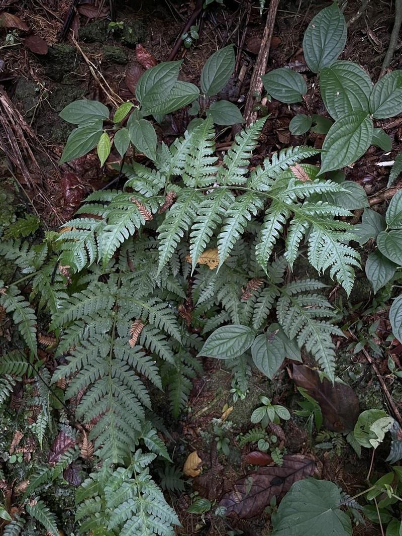 Tomato Fern photo 8