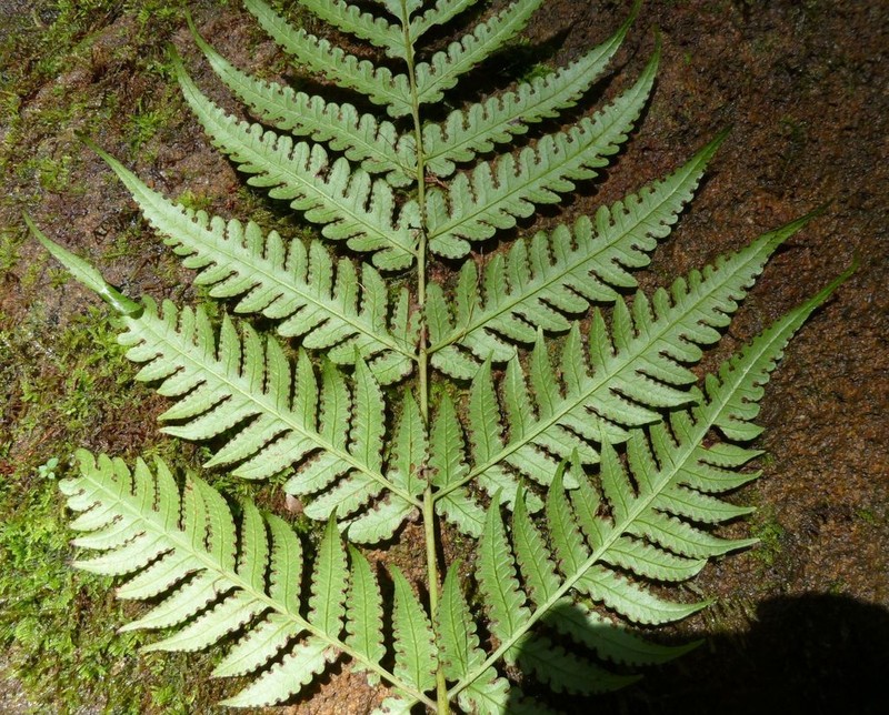 Lonchitis occidentalis photo 2