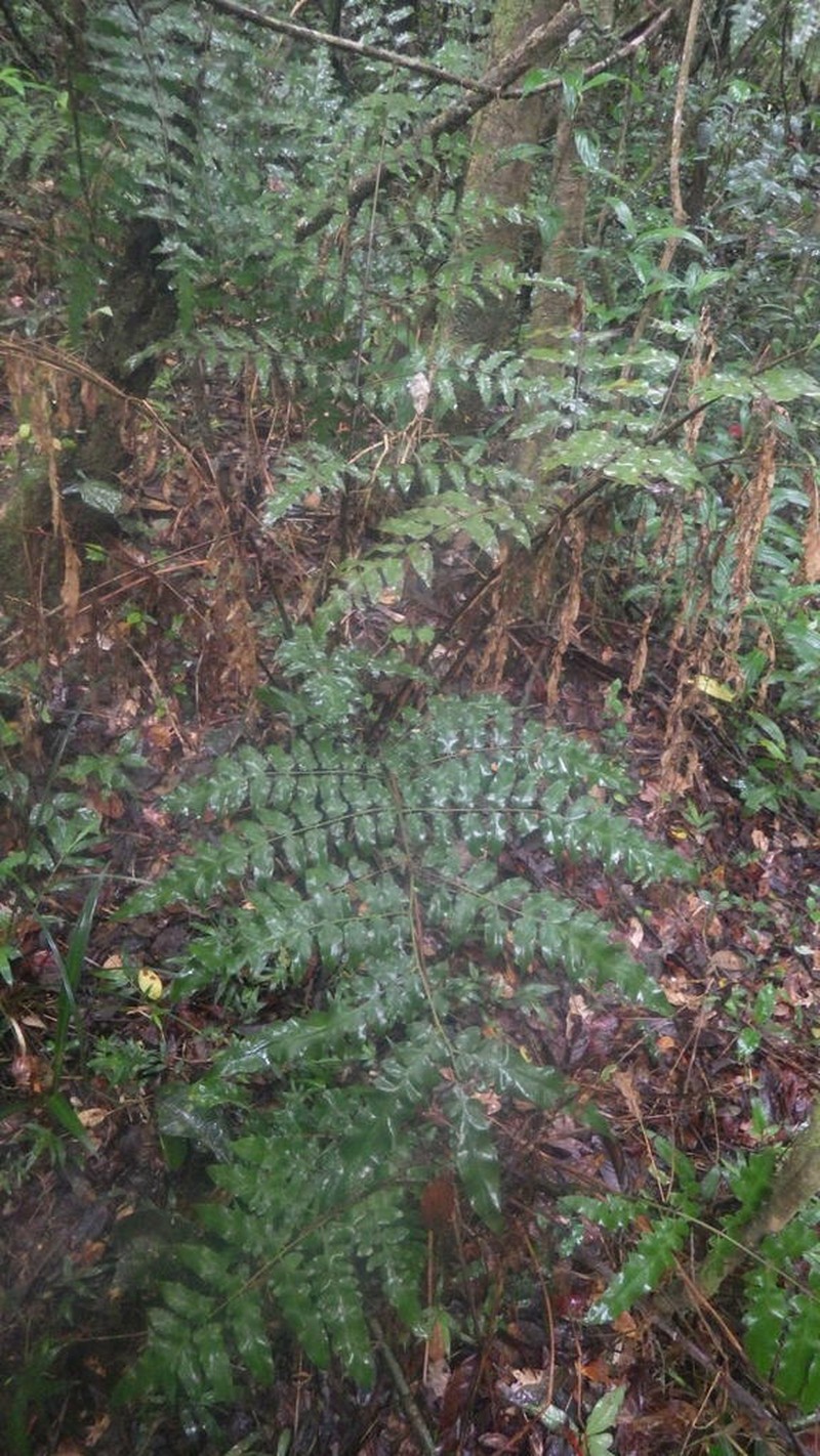 Lonchitis occidentalis photo 3
