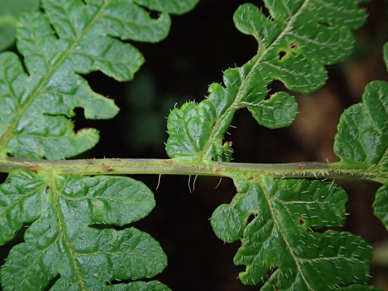 Lonchitis occidentalis photo 4