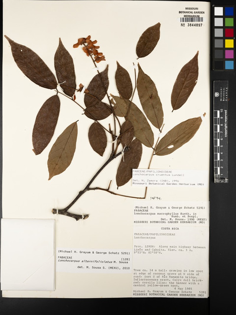 Lonchocarpus alternifoliolatus