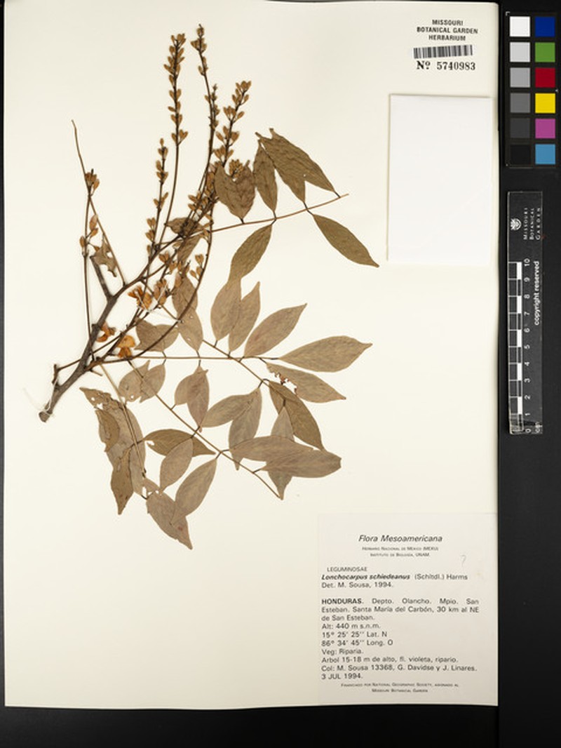 Lonchocarpus bracteolatus