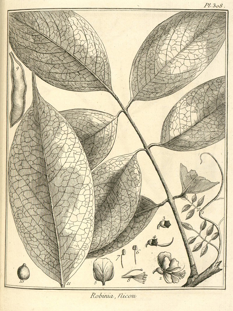 Broadleaf Lancepod photo 2