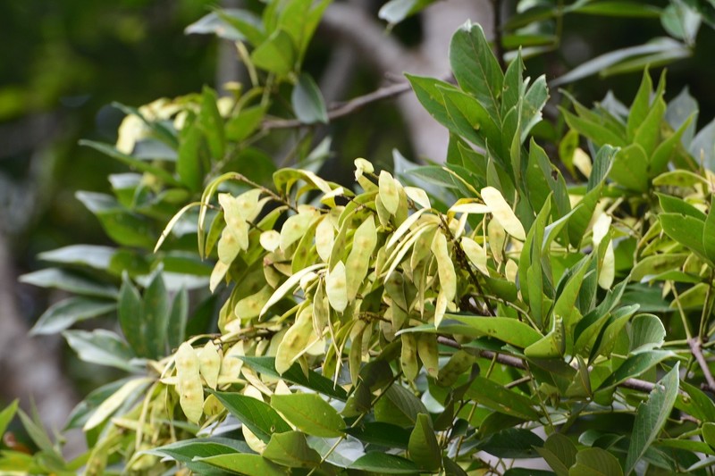 Broadleaf Lancepod photo 4