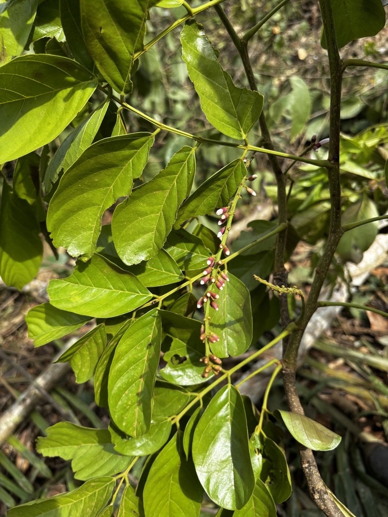 Broadleaf Lancepod
