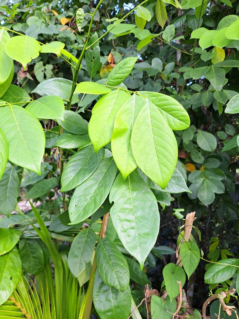 Broadleaf Lancepod photo 2