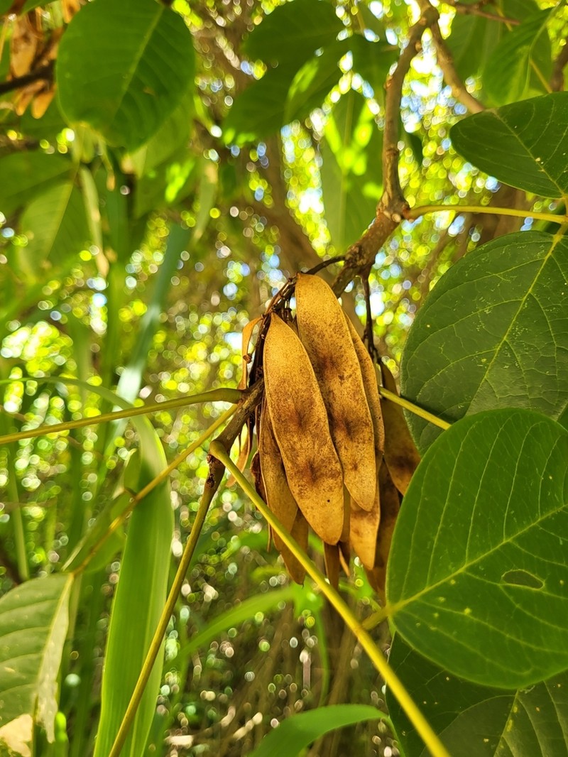 Broadleaf Lancepod photo 3