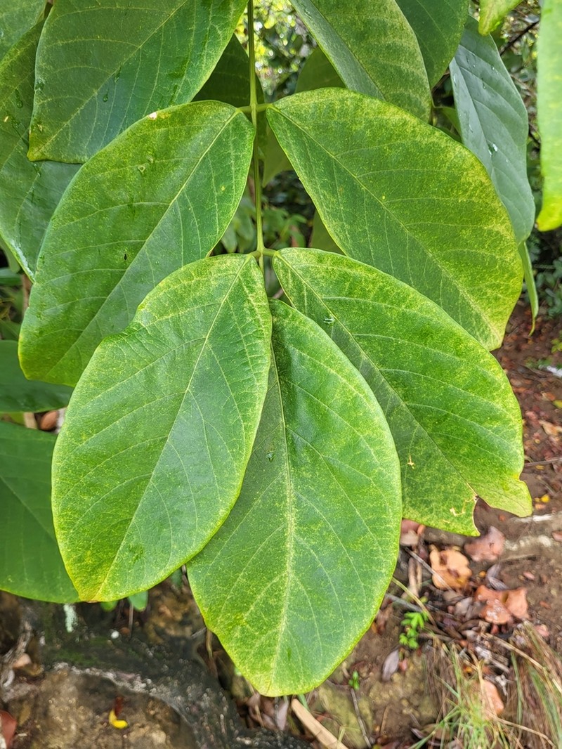 Broadleaf Lancepod photo 5