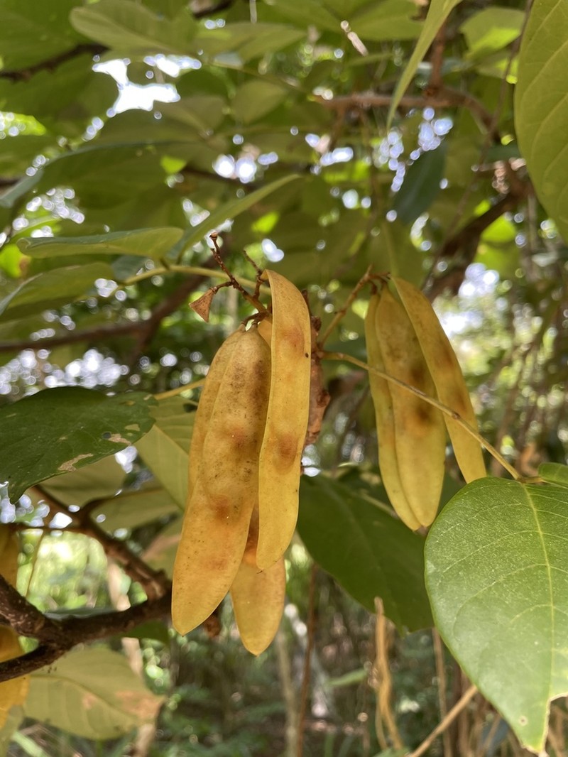 Broadleaf Lancepod photo 6