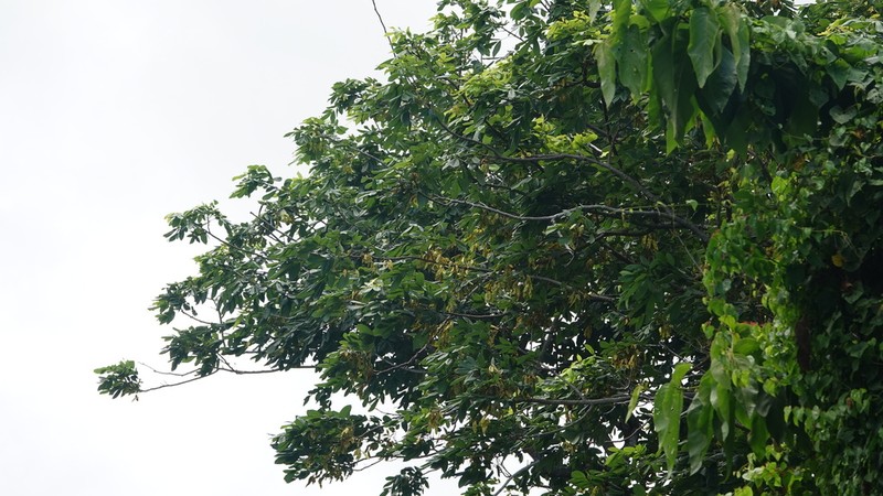 Broadleaf Lancepod photo 7