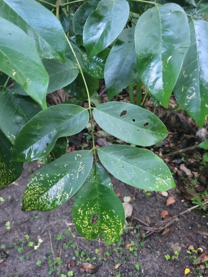 Broadleaf Lancepod photo 8