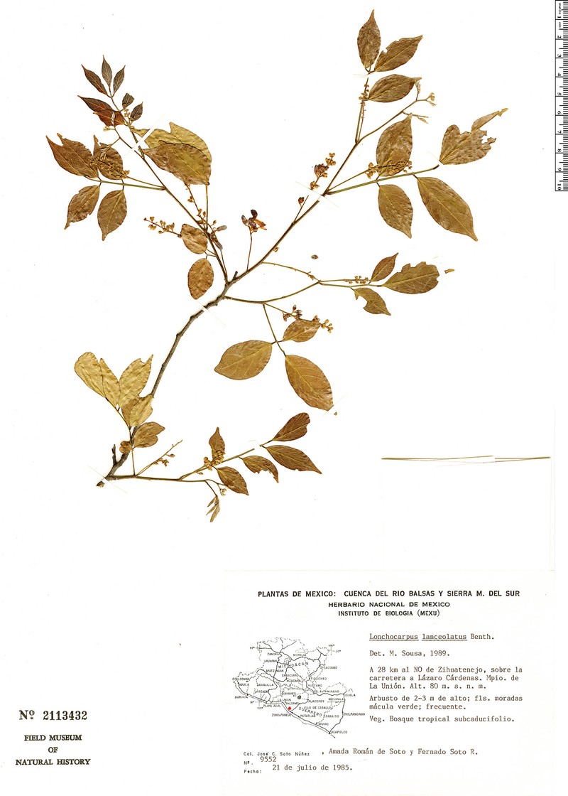 Lonchocarpus lanceolatus subsp. lanceolatus