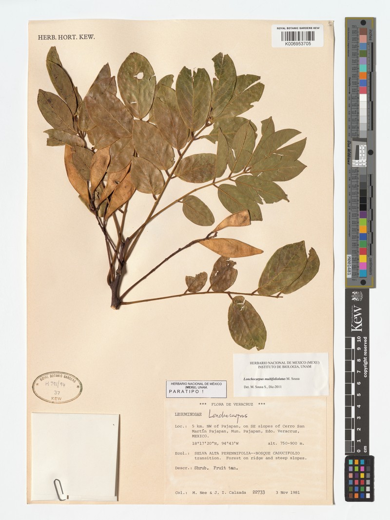 Lonchocarpus multifoliolatus