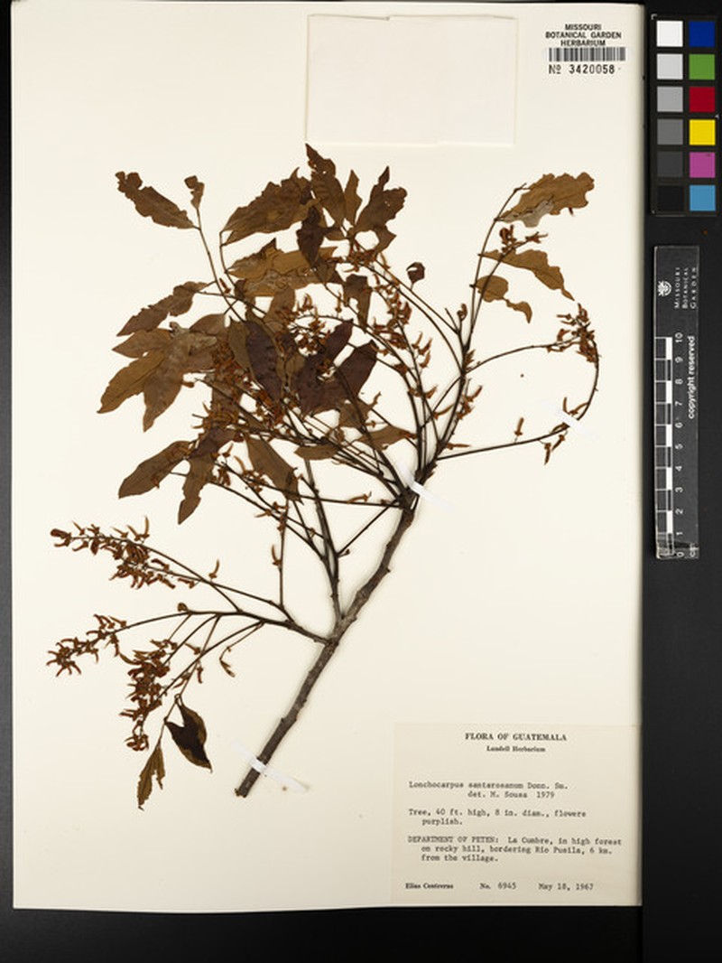 Lonchocarpus multifoliolatus photo 2