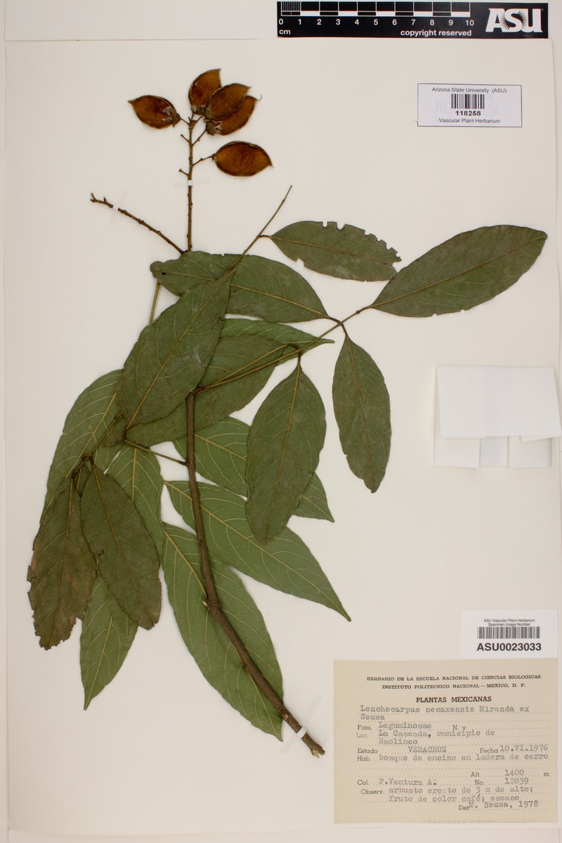 Lonchocarpus necaxensis