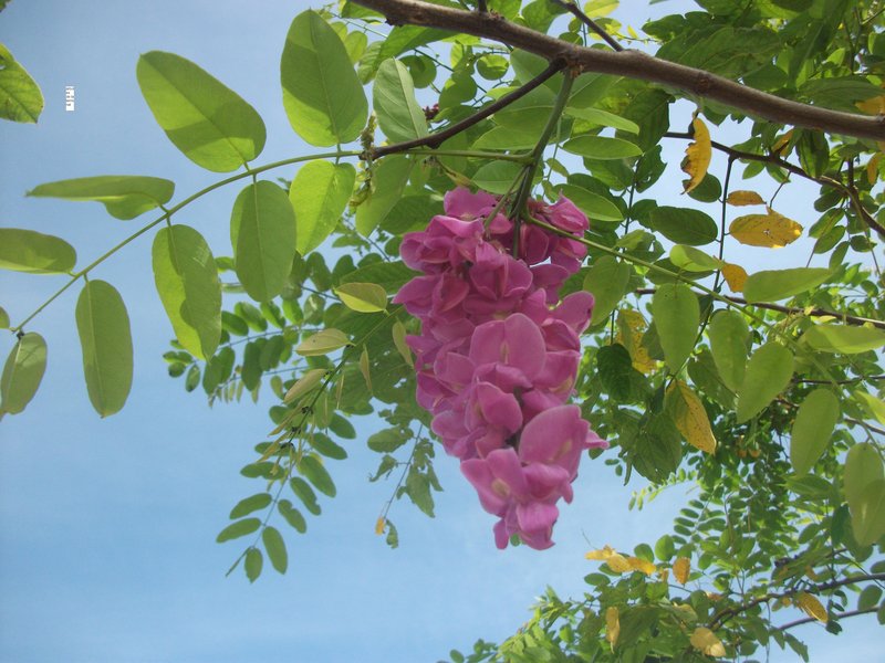 Lonchocarpus nitidus