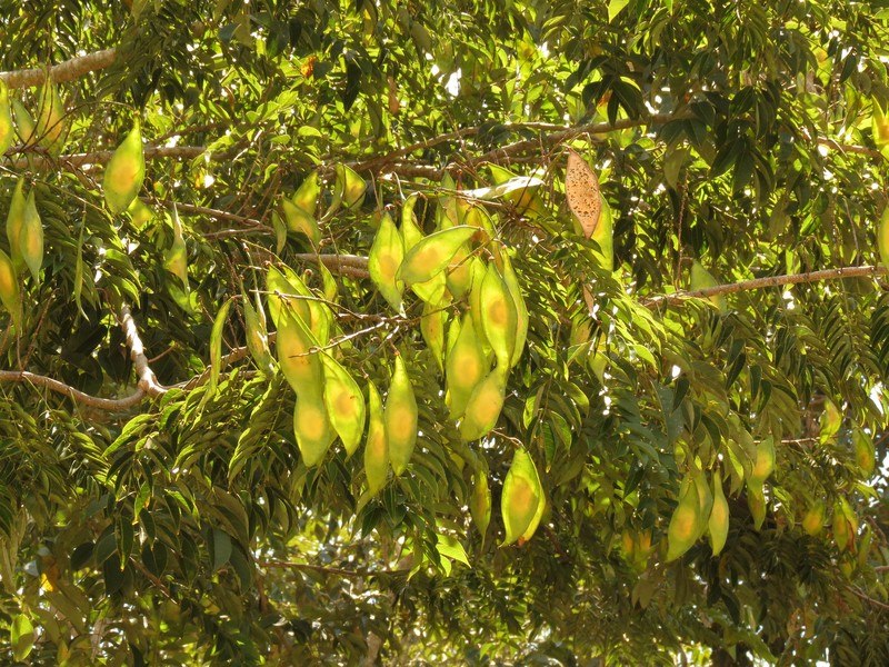 Dotted Lancepod photo 3
