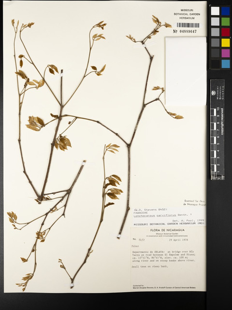 Lonchocarpus sericocarpus