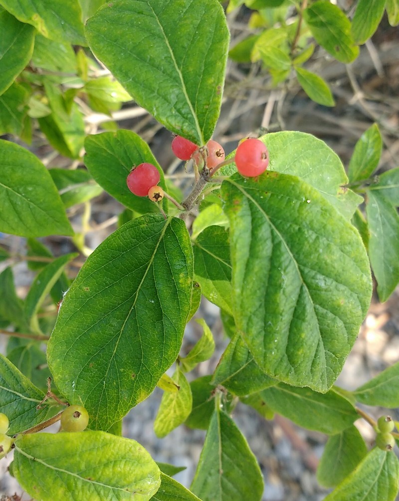 Fly Honeysuckle