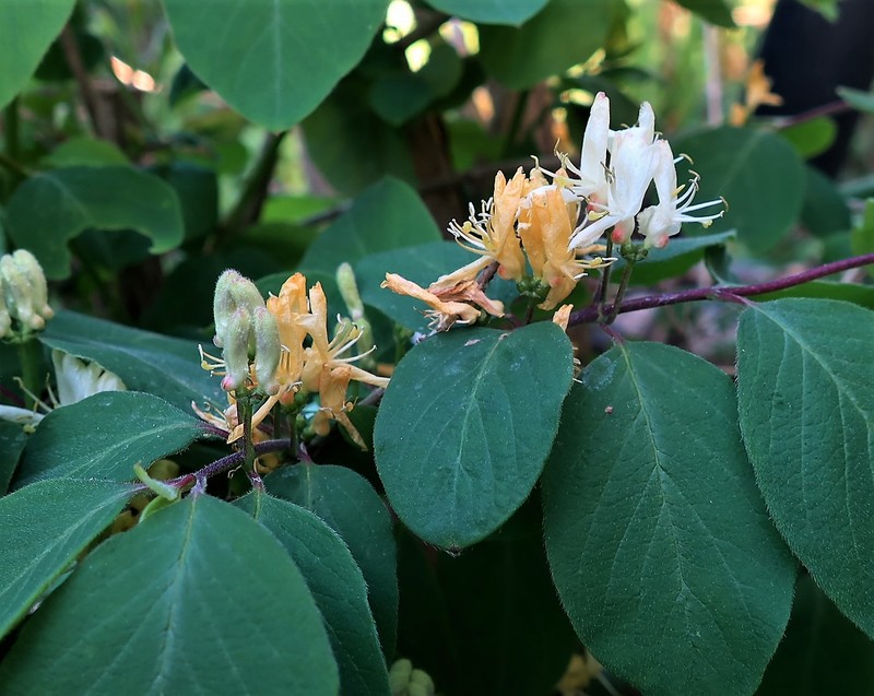 Fly Honeysuckle photo 4