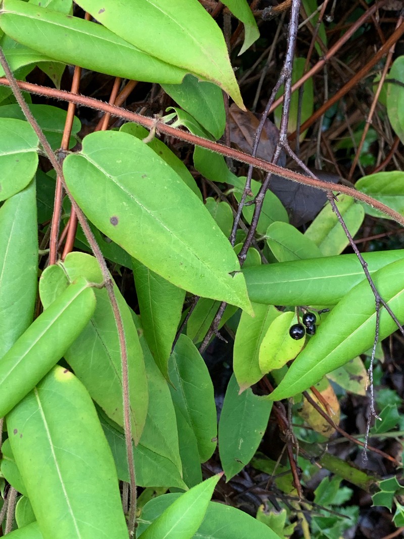 Lonicera henryi