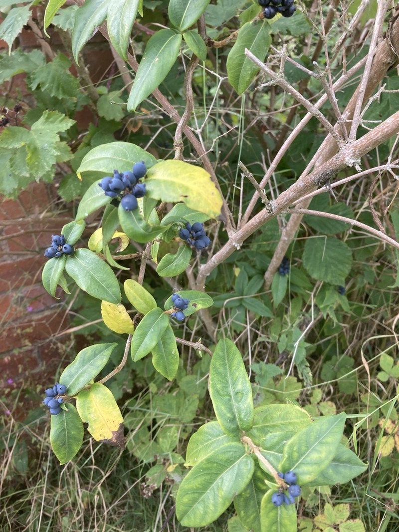 Lonicera henryi photo 2