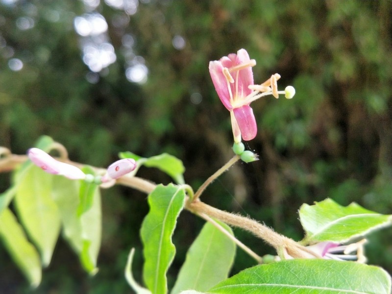 Lonicera henryi photo 3