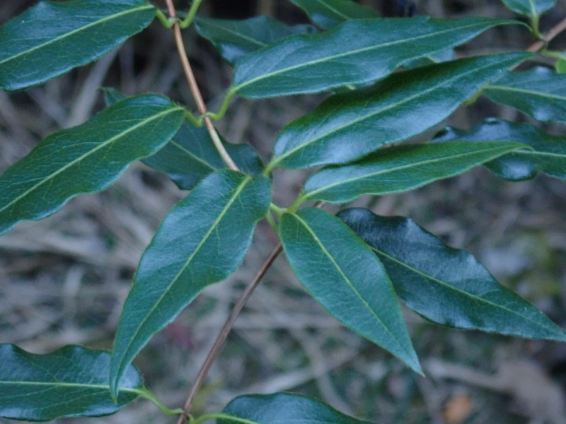 Lonicera henryi photo 4